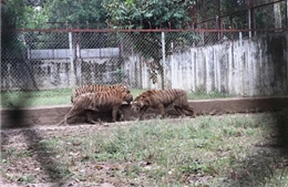 Thanh Hóa: 11 con hổ nuôi sát khu dân cư